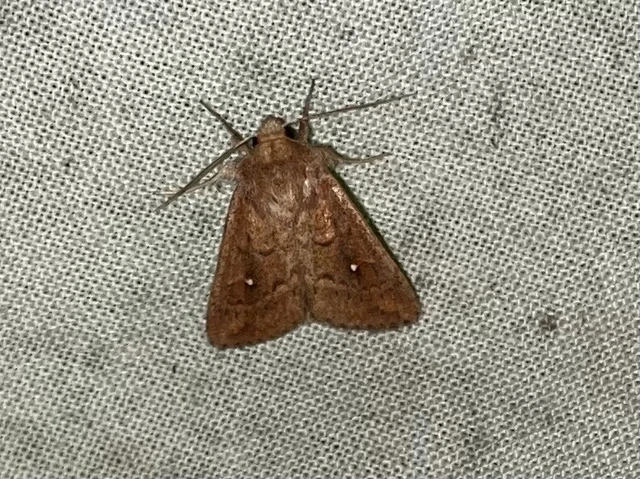 Mythimna albipuncta - fehérpettyes rétibagoly