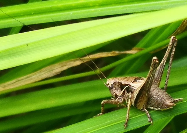 Orthoptera - Egyenesszárnyúak