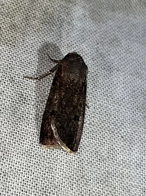 Agrotis segetum - vetési földibagoly