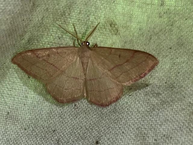 Rhodostrophia vibicaria - pirosszélű araszoló