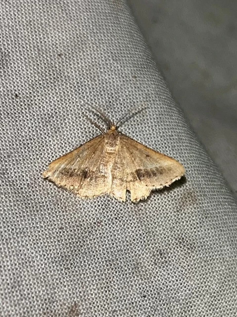 Tephrina arenacearia - lucerna-araszoló