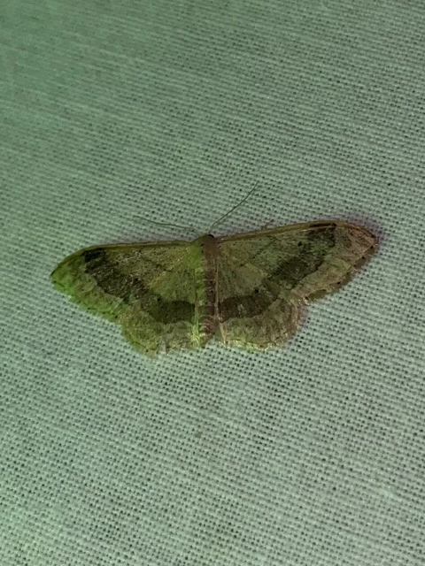 Idaea aversata - nagy sávosaraszoló