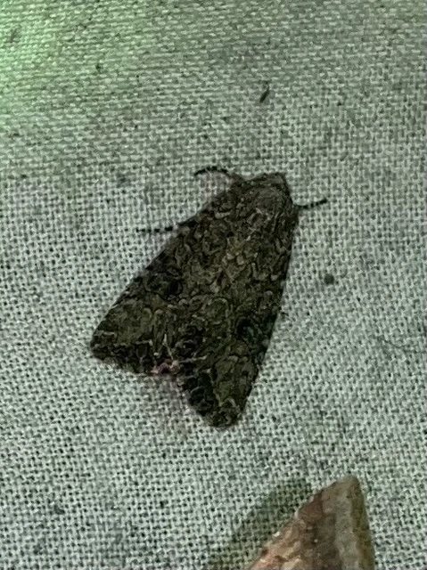 Hadula trifolii - lóherebagoly