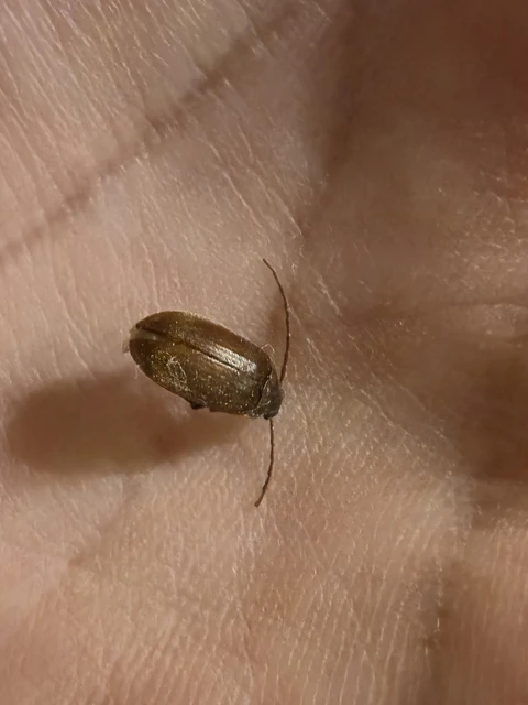 Coleoptera - Bogarak
