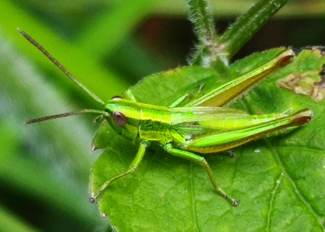 Orthoptera - Egyenesszárnyúak