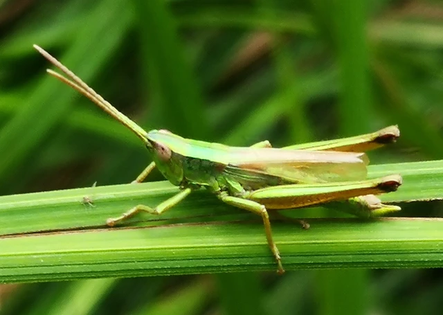 Orthoptera - Egyenesszárnyúak