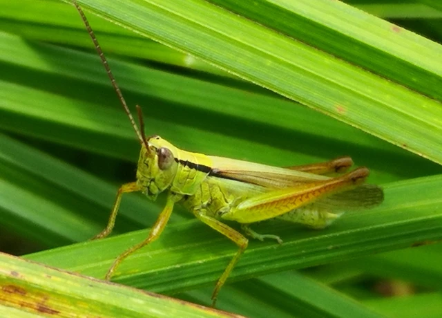 Orthoptera - Egyenesszárnyúak