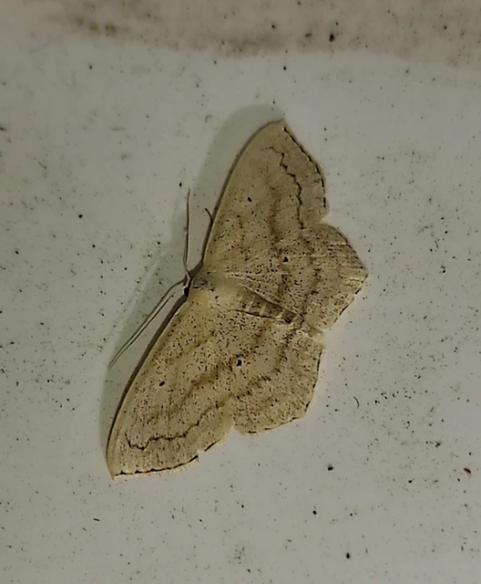 Scopula nigropunctata - feketepettyes araszoló