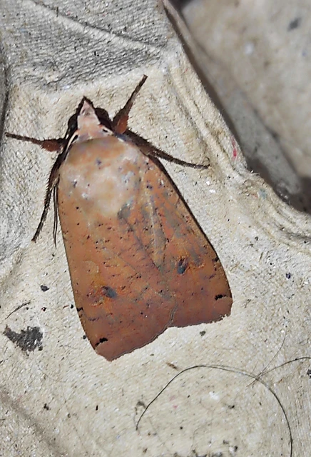 Noctua pronuba - nagy sárgafűbagoly