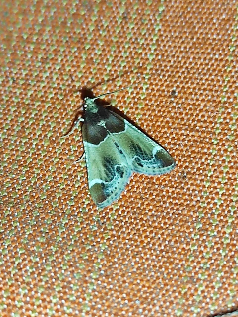 Pyralis farinalis - lisztilonca