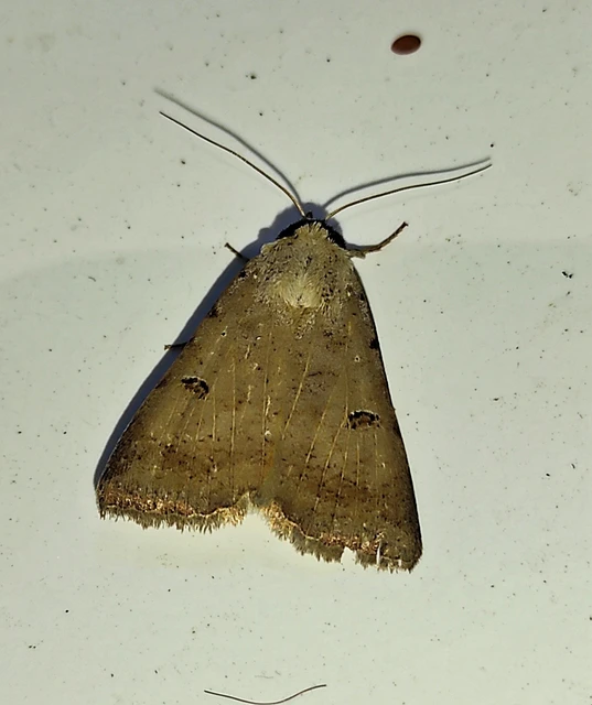 Lygephila craccae - gyakori csüdfűbagoly