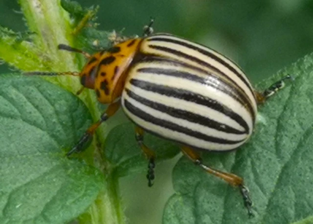 Leptinotarsa decemlineata - burgonyabogár Leptinotarsa decemlineata - burgonyabogár