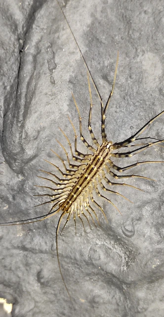 Scutigera coleoptrata - légyölő pókszázlábú