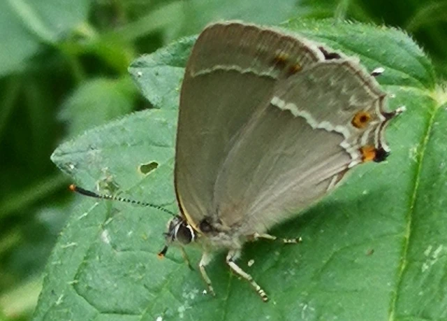 Neozephyrus quercus - tölgyfalepke