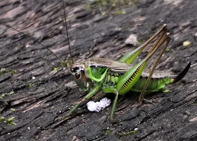 Orthoptera - Egyenesszárnyúak