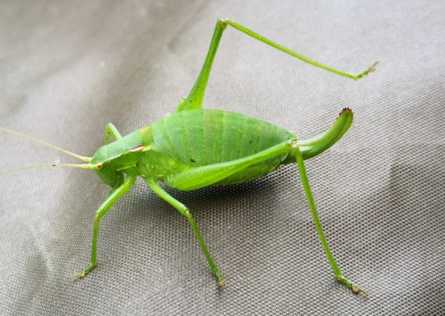 Orthoptera - Egyenesszárnyúak