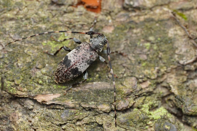 Leiopus nebulosus - öves gesztcincér