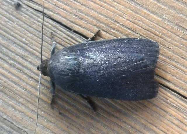 Amphipyra livida - zsírfényű bagoly