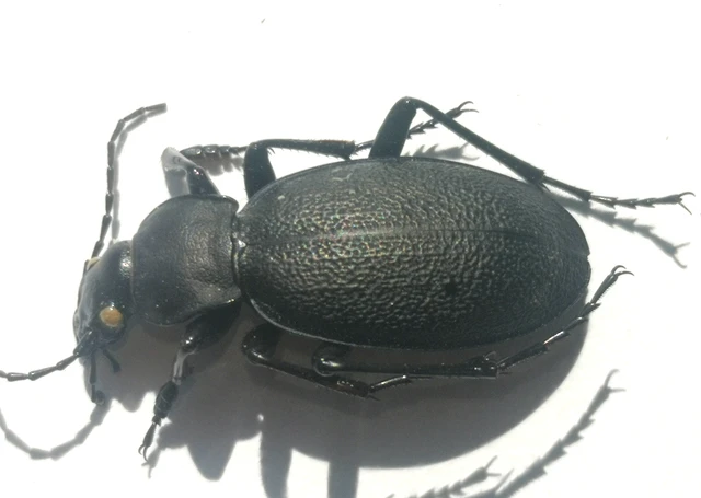Carabus coriaceus - bőrfutrinka Carabus coriaceus - bőrfutrinka