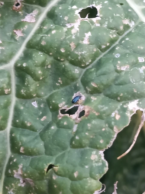Coleoptera - Bogarak