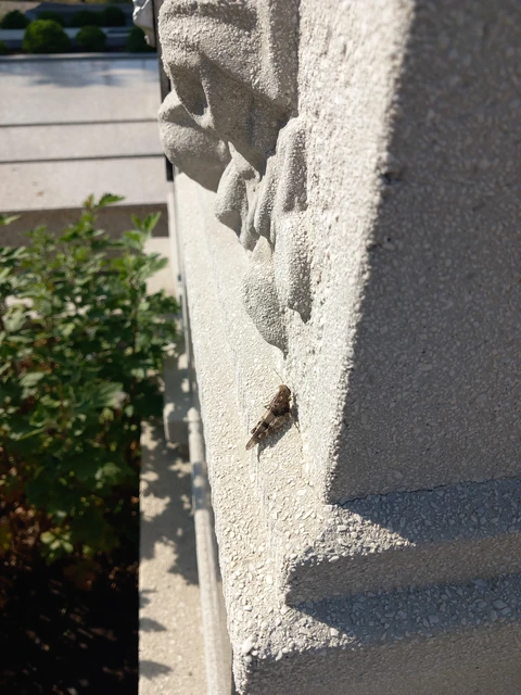 Orthoptera - Egyenesszárnyúak