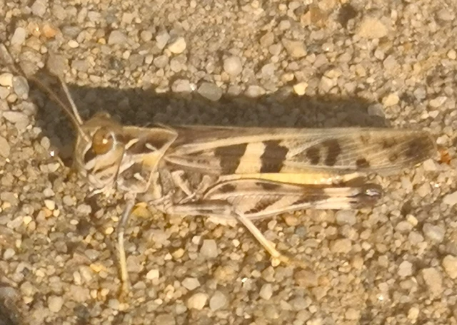Orthoptera - Egyenesszárnyúak