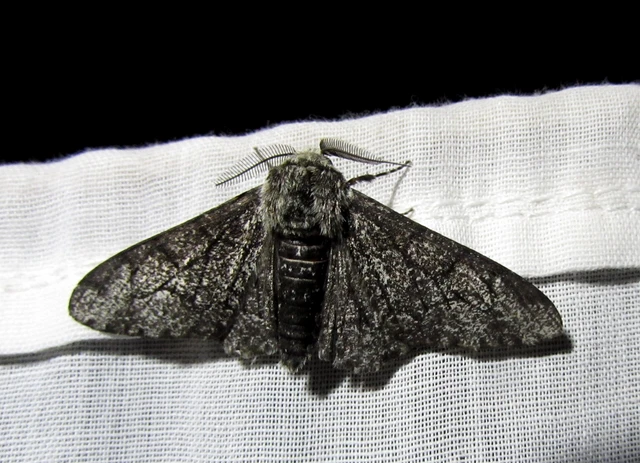 Biston betularia - szürkepettyes araszoló