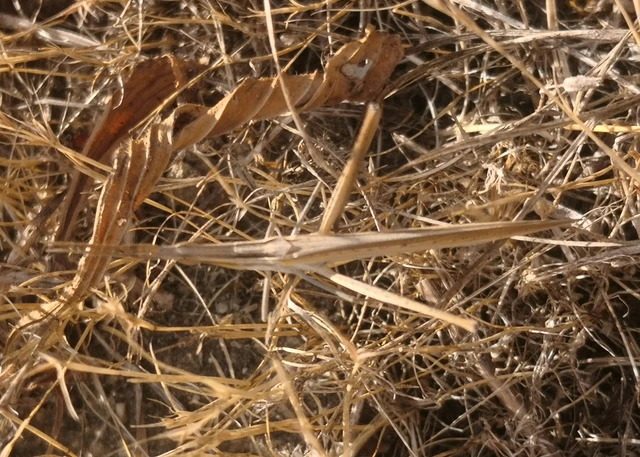 Acrida ungarica - sisakos sáska Acrida ungarica - sisakos sáska