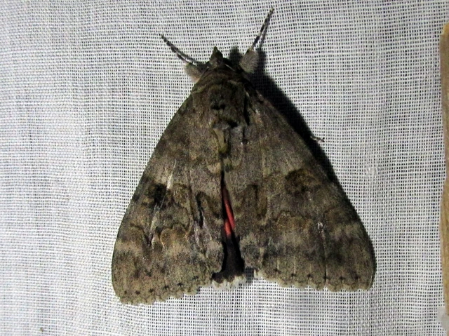 Catocala nupta - piros övesbagoly