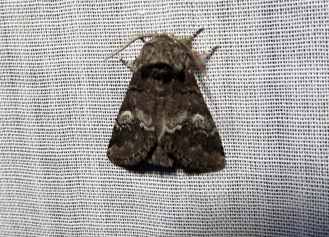 Drymonia querna - tölgyfa-púposszövő