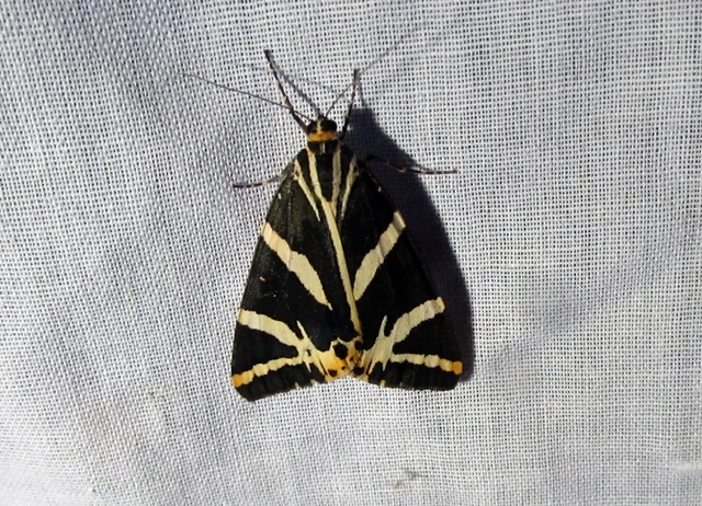 Euplagia quadripunctaria - csíkos medvelepke