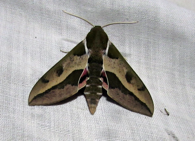 Hyles euphorbiae - kutyatejszender