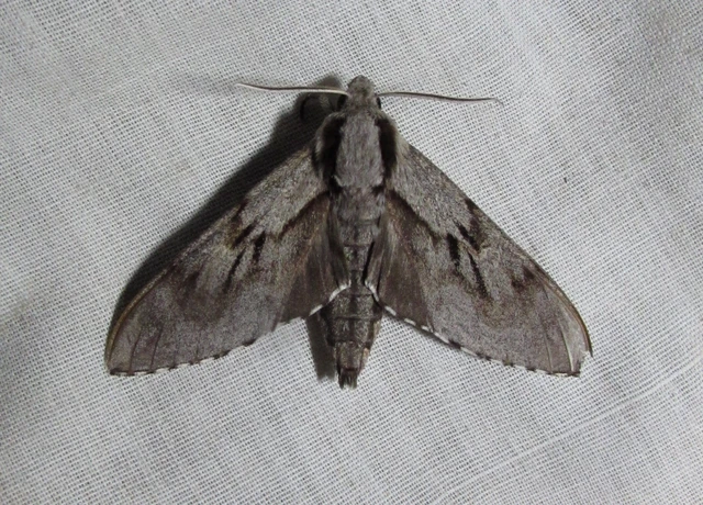 Hyloicus pinastri - fenyőszender