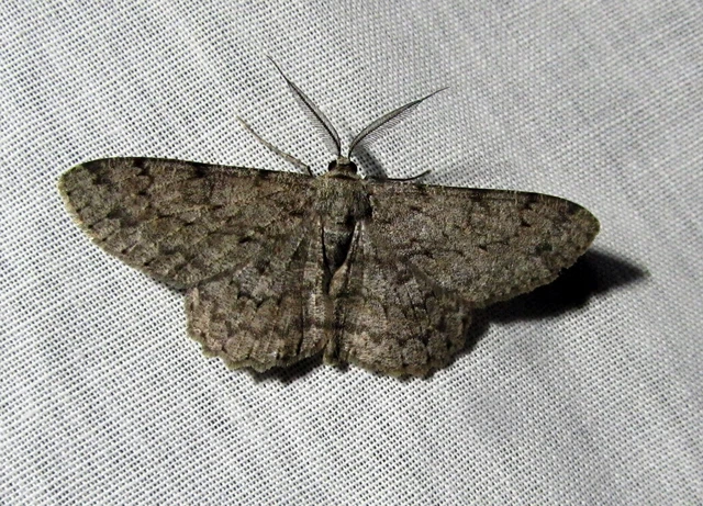Hypomecis punctinalis - pettyes faaraszoló