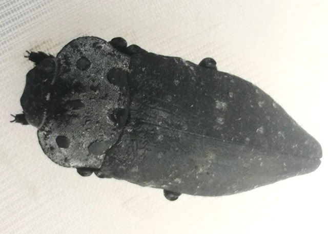 Capnodis tenebrionis - kökény-tükrösdíszbogár