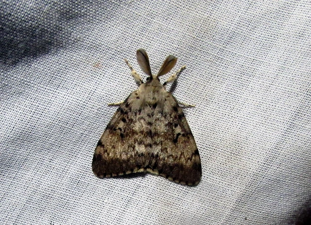 Lymantria dispar - gyapjaslepke