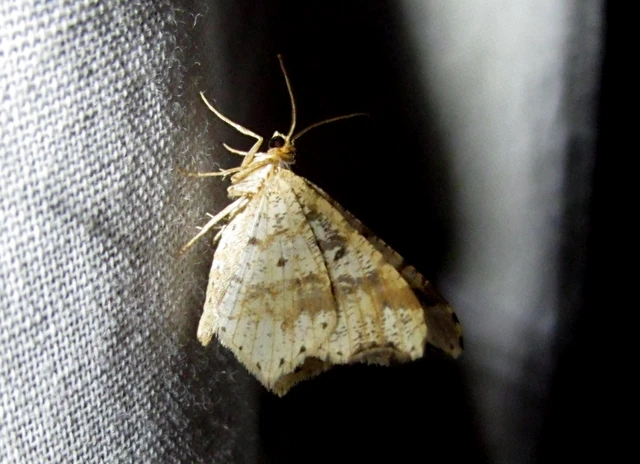 Macaria