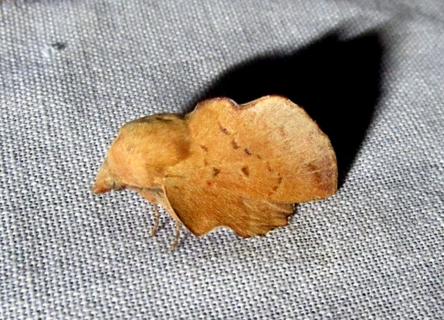 Phyllodesma tremulifolia - nyárlevélpohók