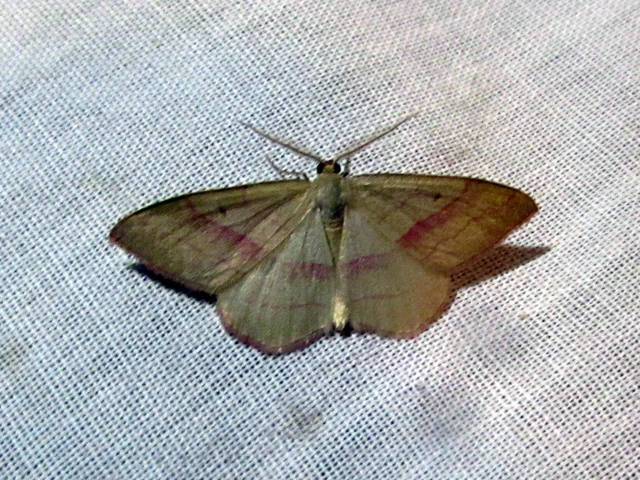 Rhodostrophia vibicaria - pirosszélű araszoló