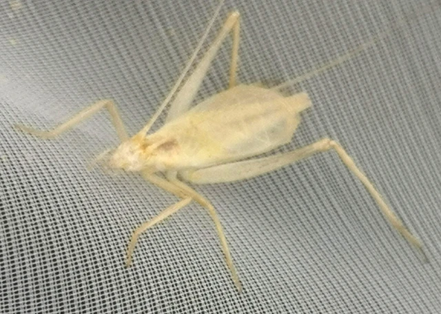 Oecanthus pellucens - pirregőtücsök Oecanthus pellucens - pirregőtücsök