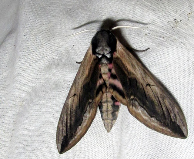 Sphinx ligustri - fagyalszender