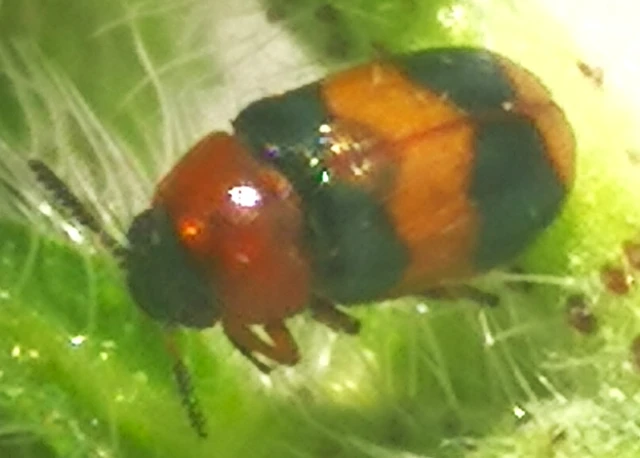 Coptocephala unifasciata - sárgalábú hullóbogár Coptocephala unifasciata - sárgalábú hullóbogár