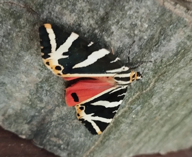 Euplagia quadripunctaria - csíkos medvelepke