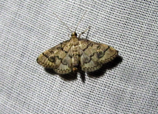 Metasia ophialis - kígyósávos tűzmoly