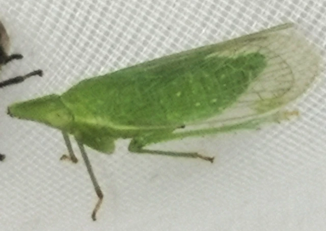 Auchenorrhyncha - Kabócák Auchenorrhyncha - Kabócák