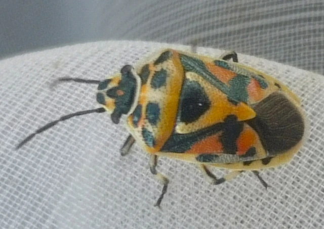Eurydema ornata - díszespoloska Eurydema ornata - díszespoloska