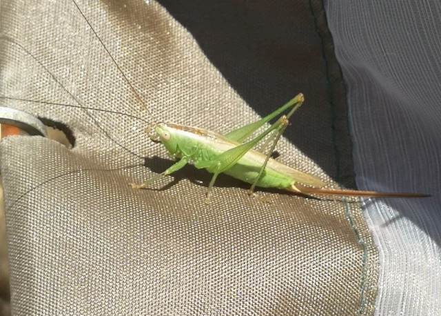 Orthoptera - Egyenesszárnyúak