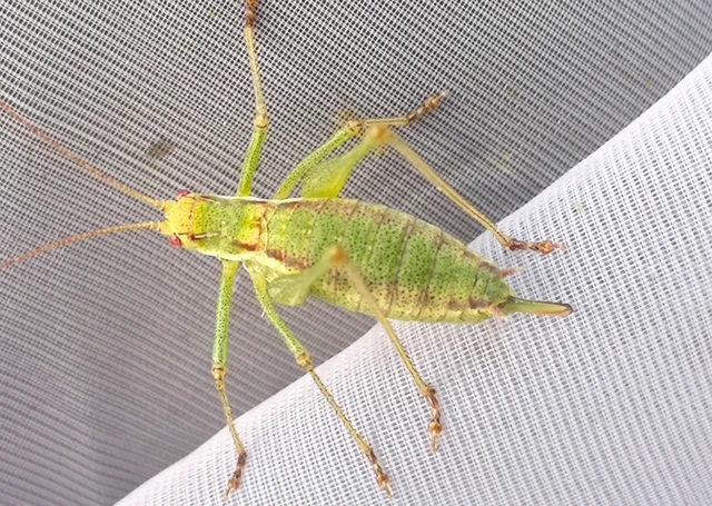 Orthoptera - Egyenesszárnyúak