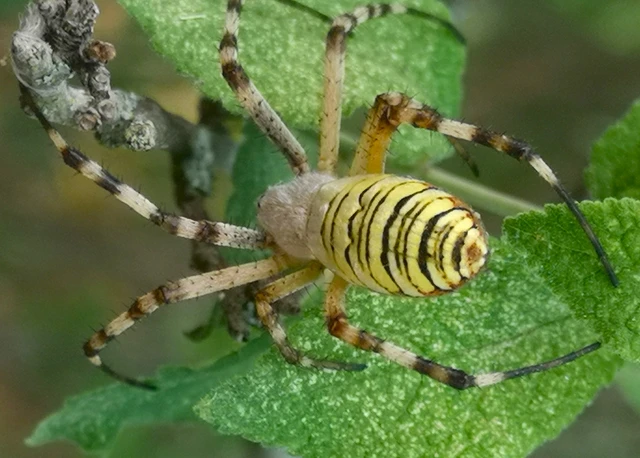 Argiope bruennichi - darázspók