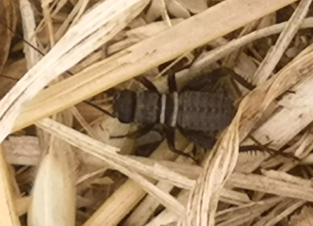 Orthoptera - Egyenesszárnyúak